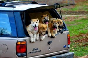 Puppies in a truck