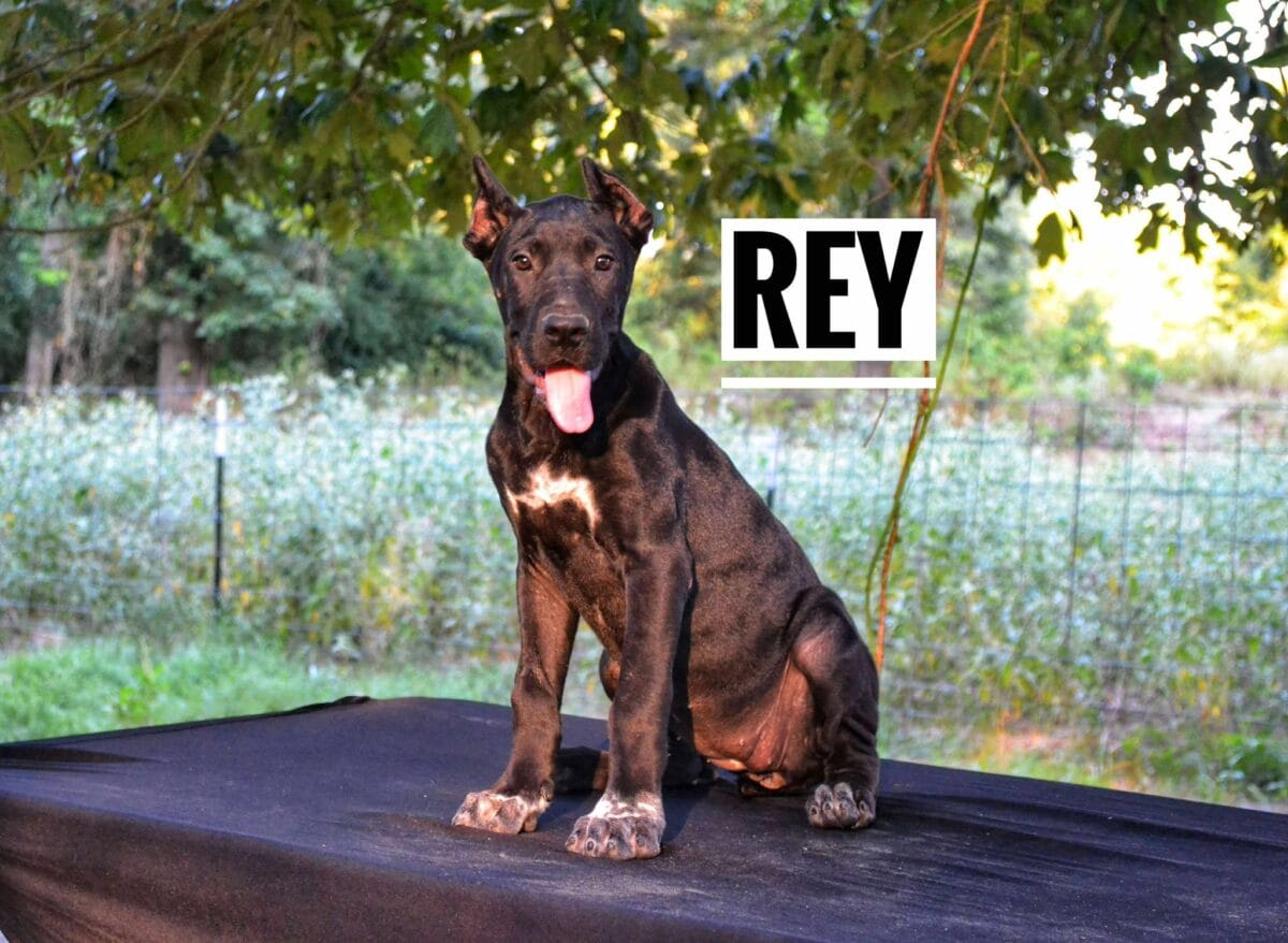 Rey