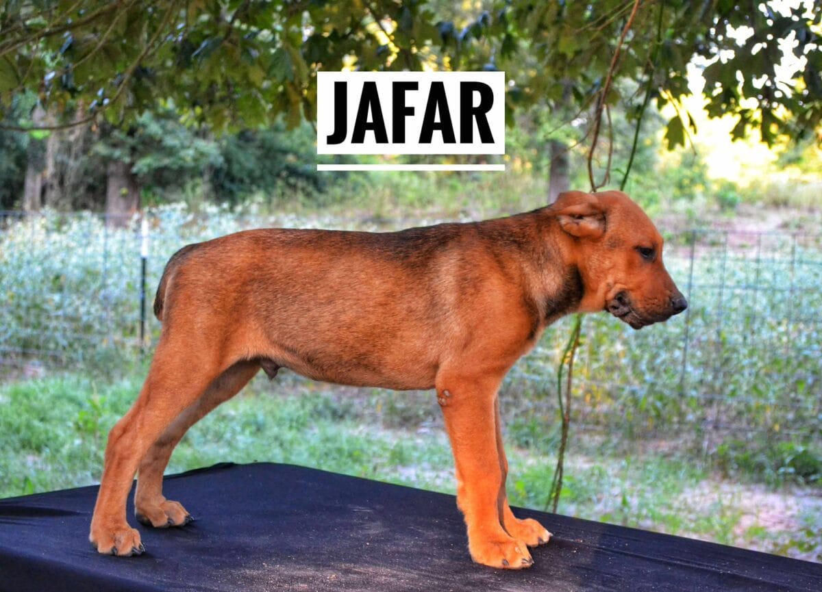 Jafar