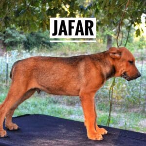 Jafar