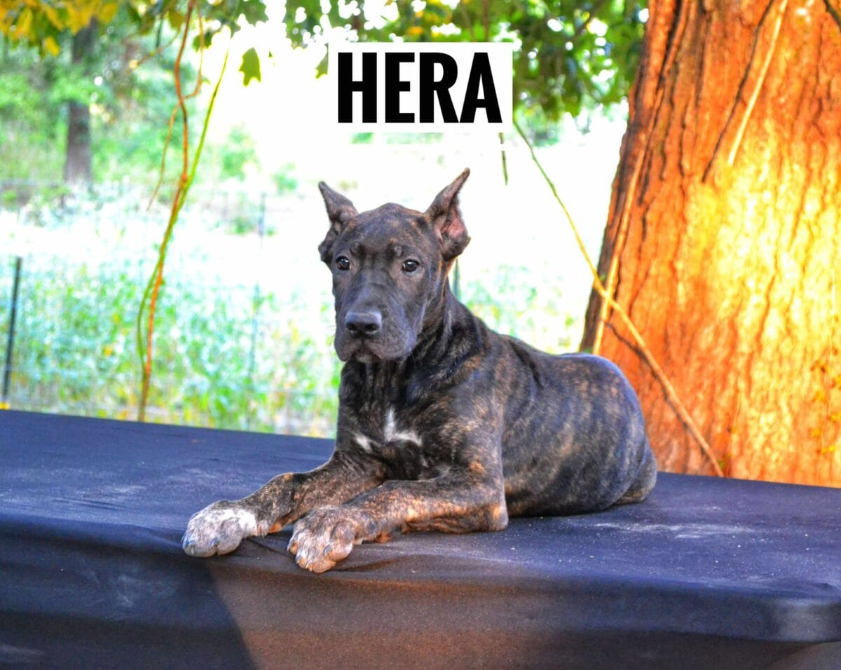 Hera