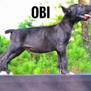 Obi