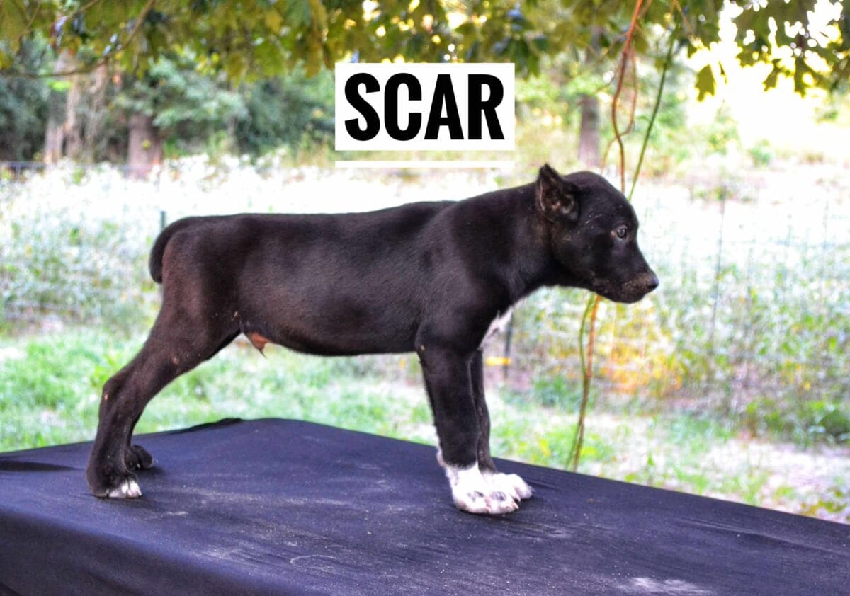 Scar