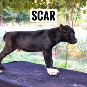 Scar