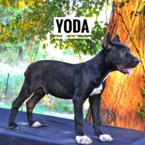Yoda