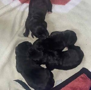 Dual Sired Puppies