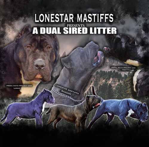 Dual Sired Upcoming Litter American Molossus