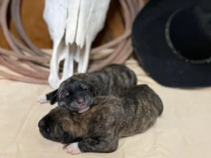 Gampr Pups
