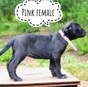 PinkJune2024Bandog