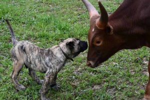 dog meets cow