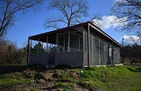 Lone Star Mastiffs photo 3