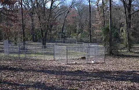 Lone Star Mastiffs photo 5