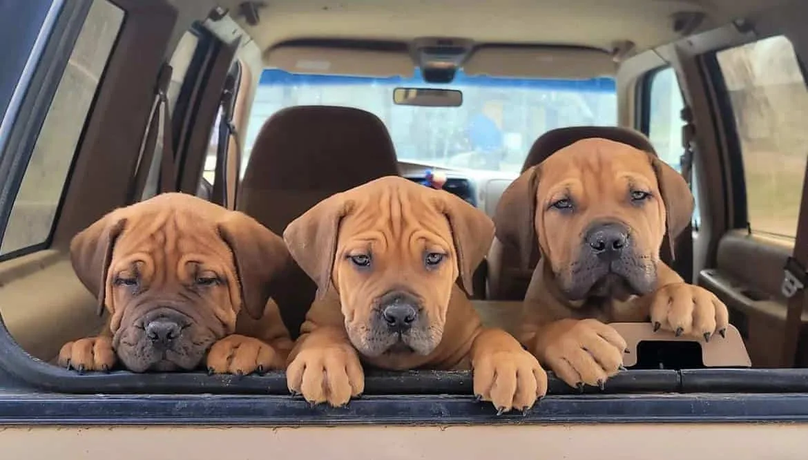 Lone Star Mastiffs photo 2